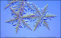 Snowflake-photo-6