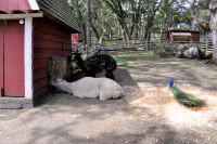 Photo-Beacon-Hill-Park-109-Animals-at-the-Petting-Zoo-2012-06-26