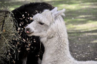 Photo-Beacon-Hill-Park-110-Animal-at-the-Petting-Zoo-2012-06-26