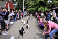 Photo-Beacon-Hill-Park-116-Pygmy-Goats-Race-2012-06-26