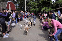 Photo-Beacon-Hill-Park-117-Pygmy-Goats-Race-2012-06-26