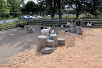 Photo-Beacon-Hill-Park-119-Pygmy-Goats-2012-06-26