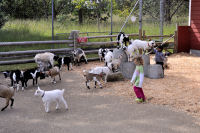 Photo-Beacon-Hill-Park-120-Pygmy-Goats-with-Kids-2012-06-26