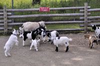 Photo-Beacon-Hill-Park-121-Pygmy-Goats-2012-06-26