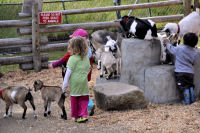 Photo-Beacon-Hill-Park-122-Pygmy-Goats-2012-06-26