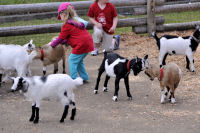 Photo-Beacon-Hill-Park-123-Pygmy-Goats-with-Kids-2012-06-26