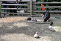 Photo-Beacon-Hill-Park-132-Mama-Pig-and-some-of-her-9-Little-piggy-2012-06-26