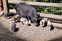 Photo-Beacon-Hill-Park-133-Mama-Pig-and-some-of-her-9-Little-piggy-2012-06-26