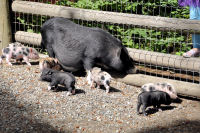 Photo-Beacon-Hill-Park-134-Mama-Pig-and-some-of-her-9-Little-piggy-2012-06-26