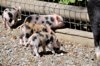 Photo-Beacon-Hill-Park-135-Mama-Pig-and-some-of-her-9-Little-piggy-2012-06-26