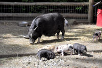 Photo-Beacon-Hill-Park-136-Mama-Pig-and-some-of-her-9-Little-piggy-2012-06-26