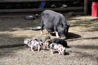 Photo-Beacon-Hill-Park-137-Mama-Pig-and-some-of-her-9-Little-piggy-2012-06-26