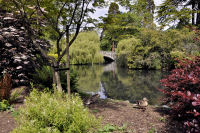 Photo-Beacon-Hill-Park-64-Can-You-Find-the-Baby-Duck-2012-06-19