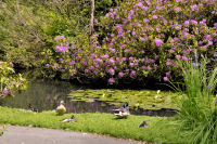 Photo-Beacon-Hill-Park-84-Ducks-at-Peace-in-Paradise-2012-06-19