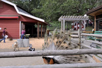 Photo-Beacon-Hill-Park-94-Petting-Zoo-just-before-Opening-2012-06-26