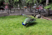 Photo-Beacon-Hill-Park-95-Petting-Zoo-Just before Opening - 2012-06-26