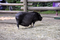 Photo-Beacon-Hill-Park-97-Mama-Piggy-2012-06-26
