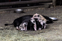 Photo-Beacon-Hill-Park-98-Small-Pigs-Feeding-2012-06-26