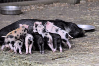 Photo-Beacon-Hill-Park-99-Small-Pig-Feedings-2012-06-26