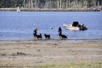 Photo-Cadboro-Bay-10-2011-07-30-Dogs-on-the-Beach