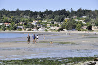Photo-Cadboro-Bay-11-2011-07-30-Dogs-on-the-Beach
