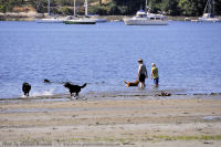 Photo-Cadboro-Bay-13-2011-07-30-Dogs-on-the-Beach
