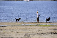 Photo-Cadboro-Bay-14-2011-07-30-Dogs-on-the-Beach