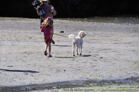 Photo-Cadboro-Bay-15-2011-07-30-Dogs-on-the-Beach