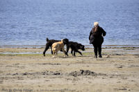 Photo-Cadboro-Bay-16-2011-07-30-Dogs-on-the-Beach