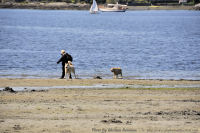 Photo-Cadboro-Bay-17-2011-07-30-Dogs-on-the-Beach