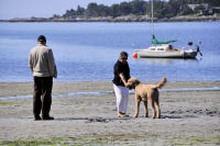 Photo-Cadboro-Bay-4-2011-07-30-Dogs-on-the-Beach