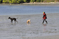 Photo-Cadboro-Bay-48-Dogs-on-the-Beach-2012-05-06