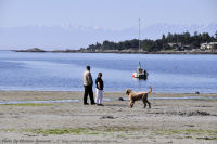 Photo-Cadboro-Bay-5-2011-07-30-Dogs-on-the-Beach
