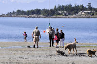 Photo-Cadboro-Bay-6-2011-07-30-Dogs-on-the-Beach