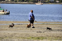 Photo-Cadboro-Bay-7-2011-07-30-Dogs-on-the-Beach