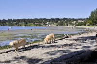 Photo-Cadboro-Bay-9-2011-07-30-Dogs-on-the-Beach