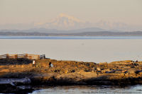 Photo-Cattle-Point-46-Victoria-B.C-2011-09-03-Lovers-and-Mt-Baker-from-Cattle-Point-at-sunset