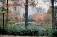NYC-WTC-24-1984-11-NEW-YORK-CENTRAL-PARK