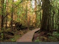 Photo-Rain-Forest-5-Trail-A-2009-01-14-55-Ucluelet,B.CPe