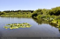 Photo-SWAN-Lake-38-SWAN-LAKE-2014-06-05