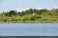 Photo-SWAN-Lake-42-SWAN-LAKE-2014-06-05