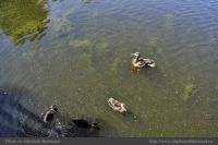 Photo-SWAN-Lake-43-SWAN-LAKE-Some-Happy-Residents-2014-06-05