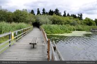 Photo-SWAN-Lake-71-Floating-Bridge-2014-06-16