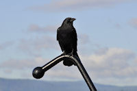 Photo-Saxe-Point-Park-49-2011-10-25-Crow