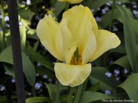 Photo-flower-85-Butchart-Gardens-2010-05-17-Tulip-VICTORIA-B.C