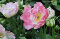 photo-Butchart-Gardens-15-2010-05-17-Tulip Angelique-VICTORIA-B.C