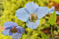 photo-Butchart-Gardens-33-2010-05-17-Himalyan Blue Poppy-(Meconopsis)-VICTORIA-B.C