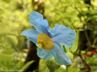 photo-Butchart-Gardens-34-2010-05-17-Himalyan Blue Poppy-(Meconopsis)-VICTORIA-B.C