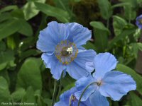 photo-Butchart-Gardens-35-2010-05-17-Himalyan Blue Poppy-(Meconopsis)VICTORIA-B.C