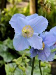 photo-Butchart-Gardens-36-2010-05-17-Himalyan Blue Poppy-(Meconopsis)-VICTORIA-B.C